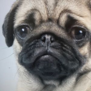 Meet your Posher, Walter